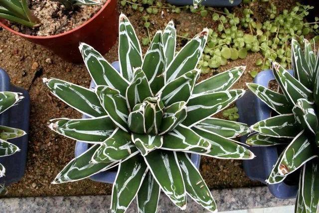 厦门万石植物园里有哪些植物，厦门万石植物园里有哪些植物花（种满多肉的植物园）