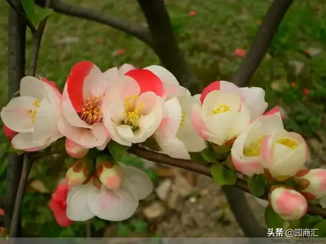 东洋锦海棠的养殖方法和注意事项，东洋锦海棠怎么养（这些品种不仅名字好听）