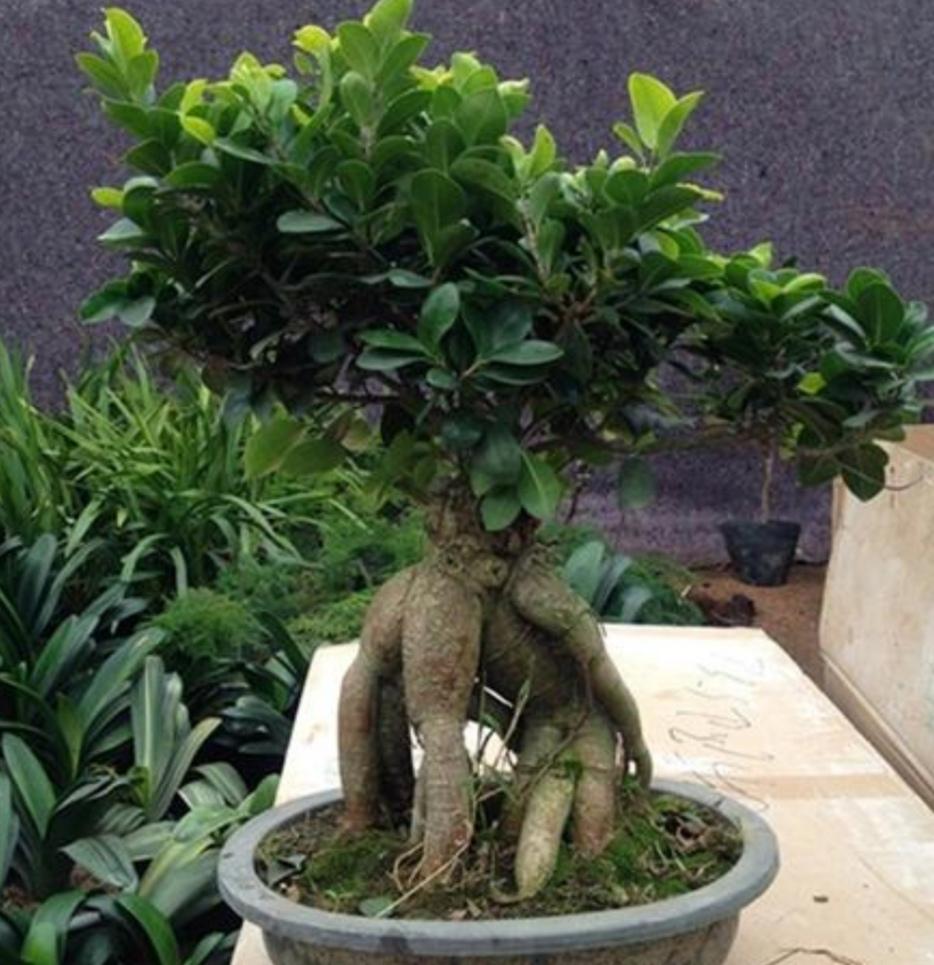 榕树是什么植被类型的植物呢(养榕树盆景,只要做好5个养护要点,长得
