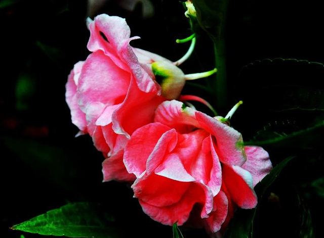 凤仙花的花语及其功能，凤仙花特征和花语（凤仙花的花语，你知道几个呢）