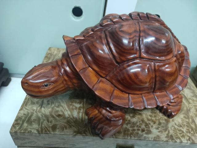 本文关键词:长寿龟的寿命有多长,长寿龟是什么品种