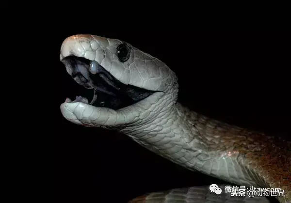 蛇的毒性排名（盘点世界上最危险的毒蛇 TOP10）
