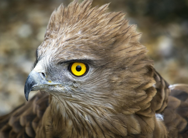 角雕和食猿雕哪个厉害，角雕和虎头海雕哪个厉害（脚爪握力超过180公斤）