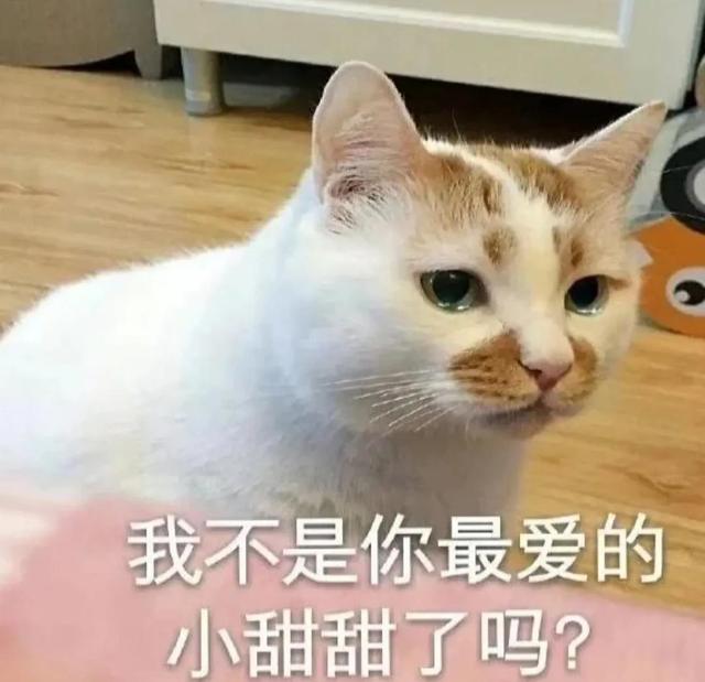 一对可爱狗狗表情包图集，情侣专用狗狗猫猫可可爱爱沙雕表情包