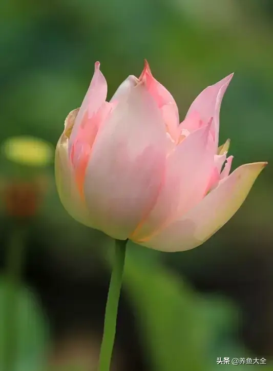 莲花的别称有哪些，莲花的别称有哪些拼音（ 太齐全太珍贵了）