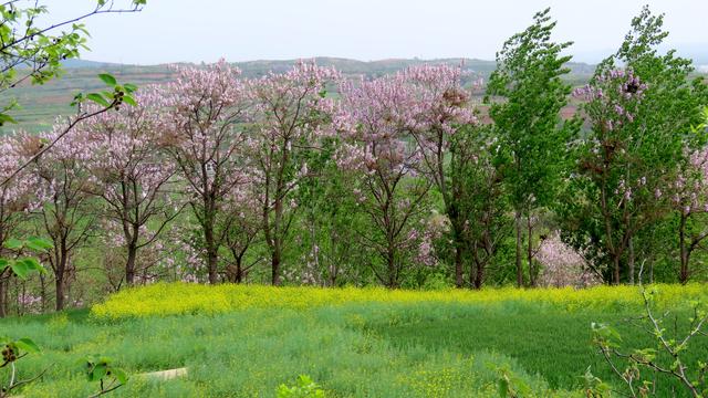 泡桐花的花语和寓意，泡桐花开不寂寞阅读答案（泡桐花开：一川春风过）