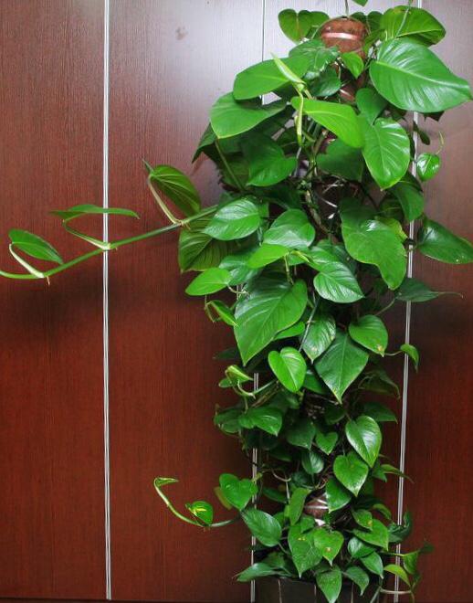 绿萝花茶,一季爬藤2,3米(绿萝花茶的功效和作用副作用)