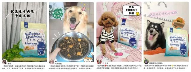 办狗证有什么用，狗狗办了狗证有什么用（狗狗或面临被“处死”风险）