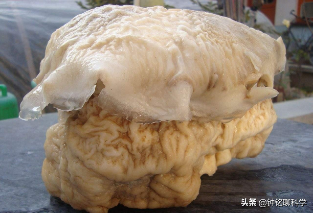 太岁是什么东西，太岁是什么东西图片（捡到的太岁为何还能继续生长）