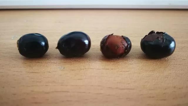 苹婆与假苹婆的区别，真苹婆与假苹婆的图片（街头挂满的正红大果就是本尊）