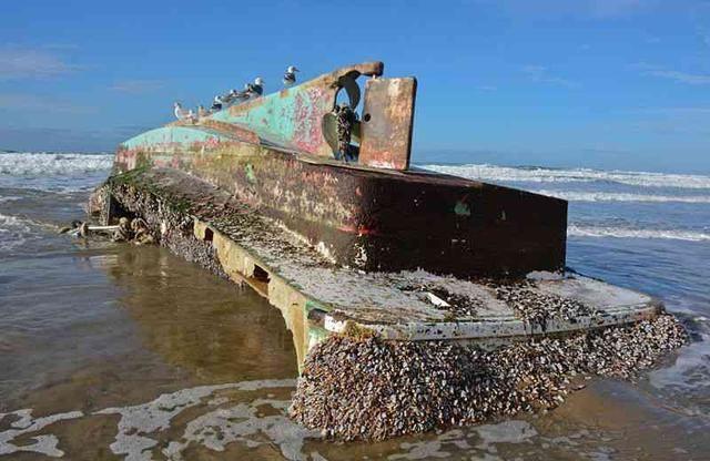 藤壶长在鲸鱼身上疼吗，藤壶在鲸鱼身上疼吗（看看海龟、鲸和船舶的下场就懂了）