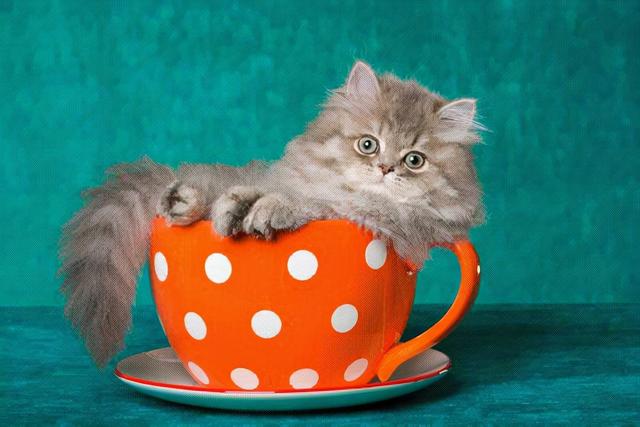 什么是茶杯猫,茶杯猫的特点(千万别养茶杯猫)