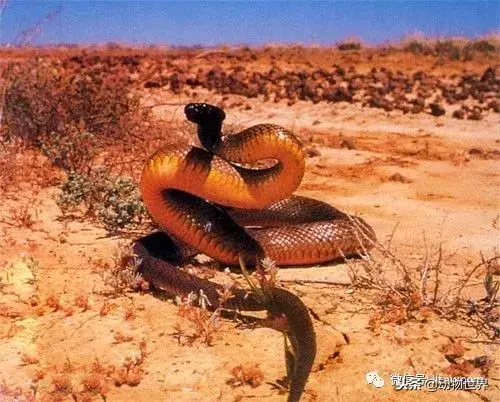 蛇的毒性排名（盘点世界上最危险的毒蛇 TOP10）