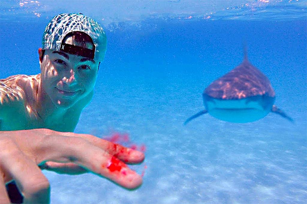 鲨鱼属于动物么(鲨鱼嗅觉敏锐,它靠的却主要是听觉)