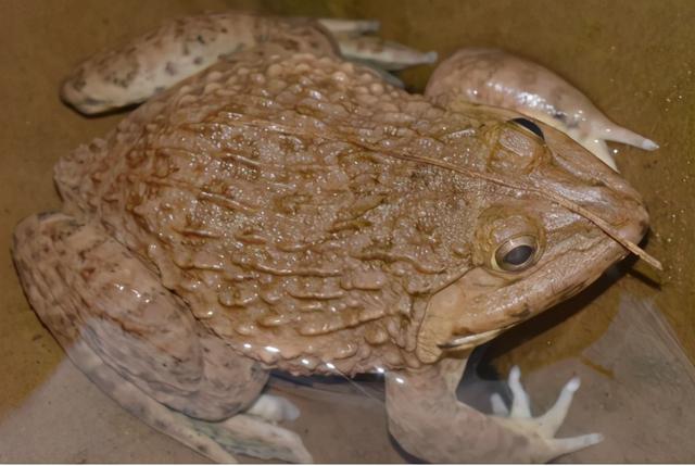 世界上有几种蛙类.，世界上有几种蛙类名字（赣南农村的几种常见青蛙）