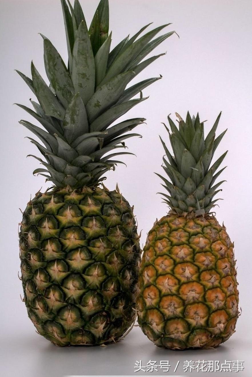 凤梨和菠萝的区别（超详细的图解，看完终于明白了）