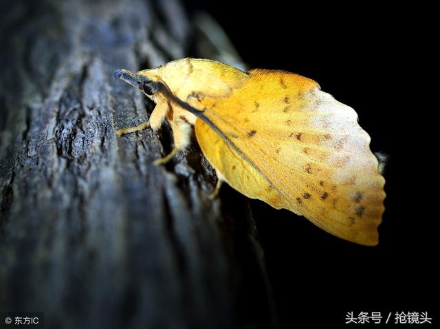 蝴蝶的鳞粉（怎样区分蝴蝶和蛾子）