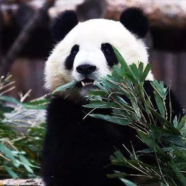 达旗天气预报15天响沙湾，达旗天气预报15天查询大达旗今天天气预报（鄂尔多斯公安交管部门发出全市道路交通安全预警提示）