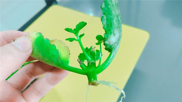 长寿花可以水培吗，长寿花水培的养殖方法（教你快速水培多盆长寿花）