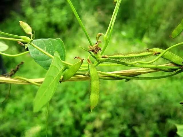 忾怎么读，忾怎么读同仇敌忾（《诗经》里的植物）