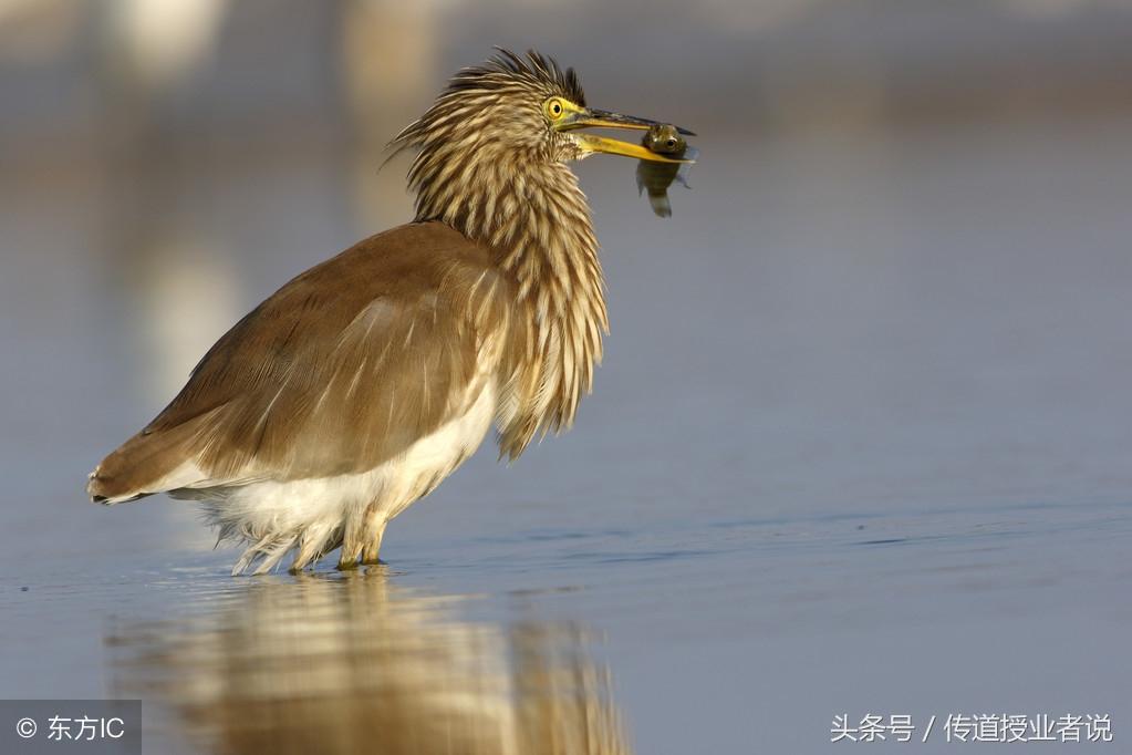哞哞的拼音怎么读(小学语文常见多音字 词语组词及成语 常考知识)