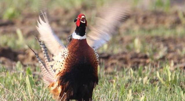 野鸡的营养价值，野鸡的营养价值有哪些（山鸡的营养价值和功效）