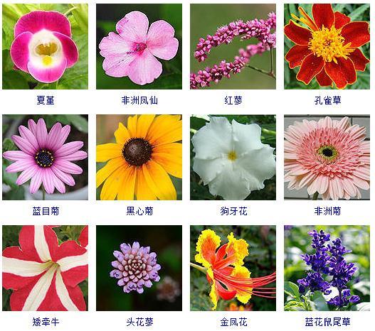 秋天开的花有哪些（“100种”花期都在秋季的花卉植物）