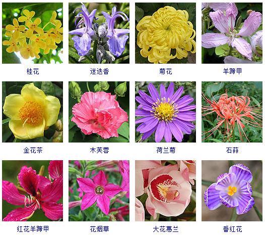 秋天开的花有哪些（“100种”花期都在秋季的花卉植物）