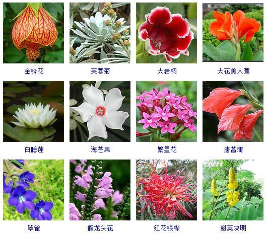 秋天开的花有哪些（“100种”花期都在秋季的花卉植物）