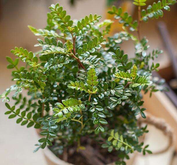 清香木的功效和作用驱蚊(这么绿的植物,清香,提神,还有驱蚊效果!