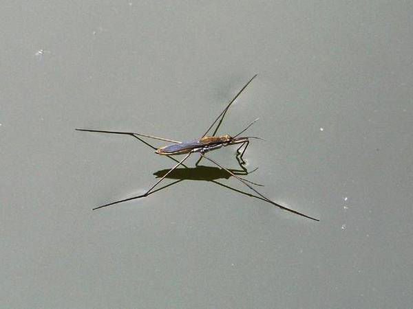 水蜘蛛有毒的吗(浅谈"水蜘蛛"基本知识)