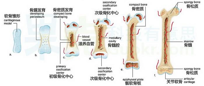 骨齡閉合如何刺激可以再長高百度吧(骨骺閉合還能長高多少?