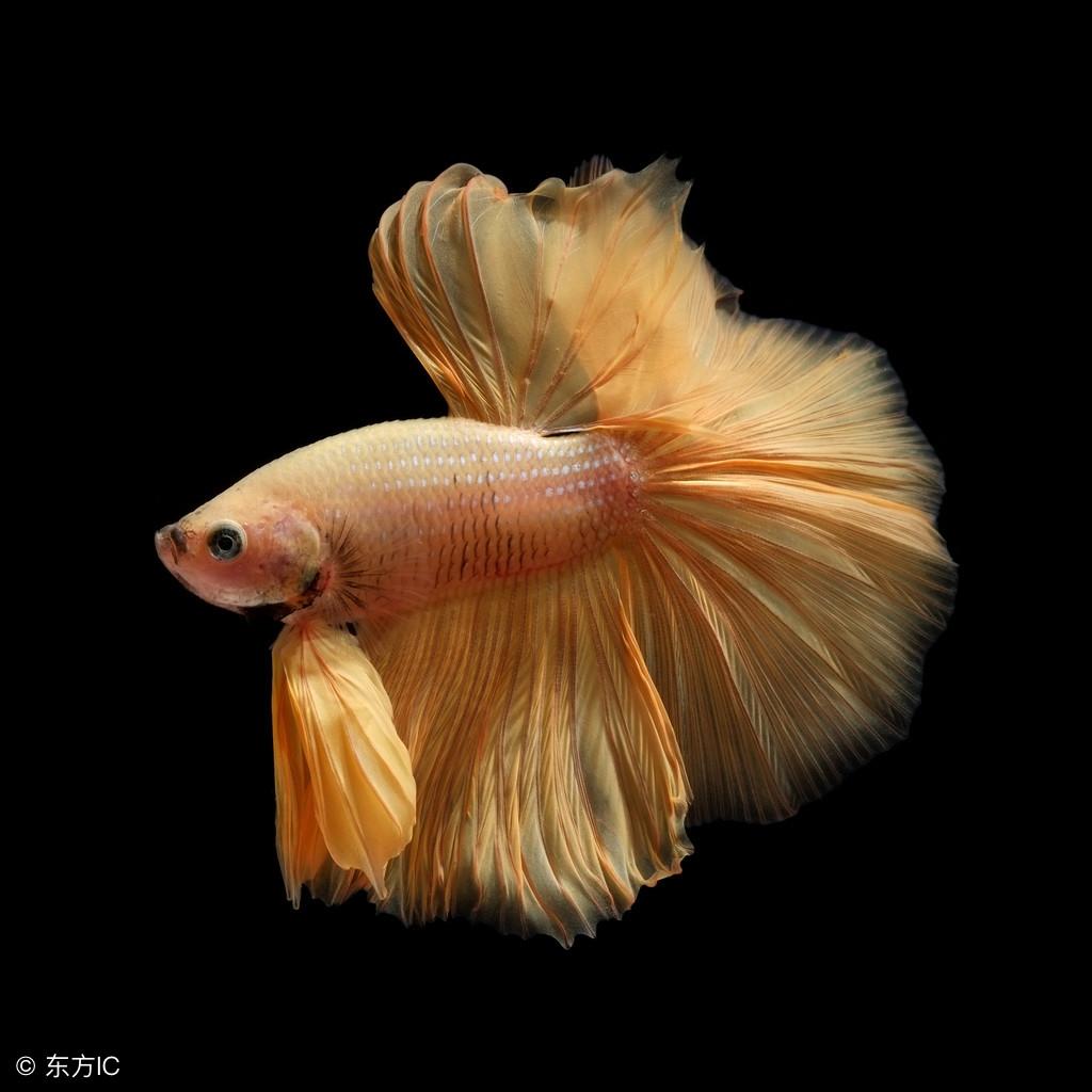 斗鱼怎么养(关于斗鱼的饲养问题讲解)