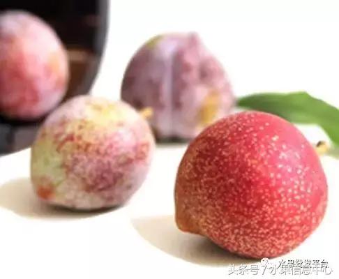 半边红李子几月份成熟,半边红李子几月份成熟可以吃(最全李子品种产地说明书) 半边红李子几月份成熟,半边红李子几月份成熟可以吃(最全李子品种产地说明书)