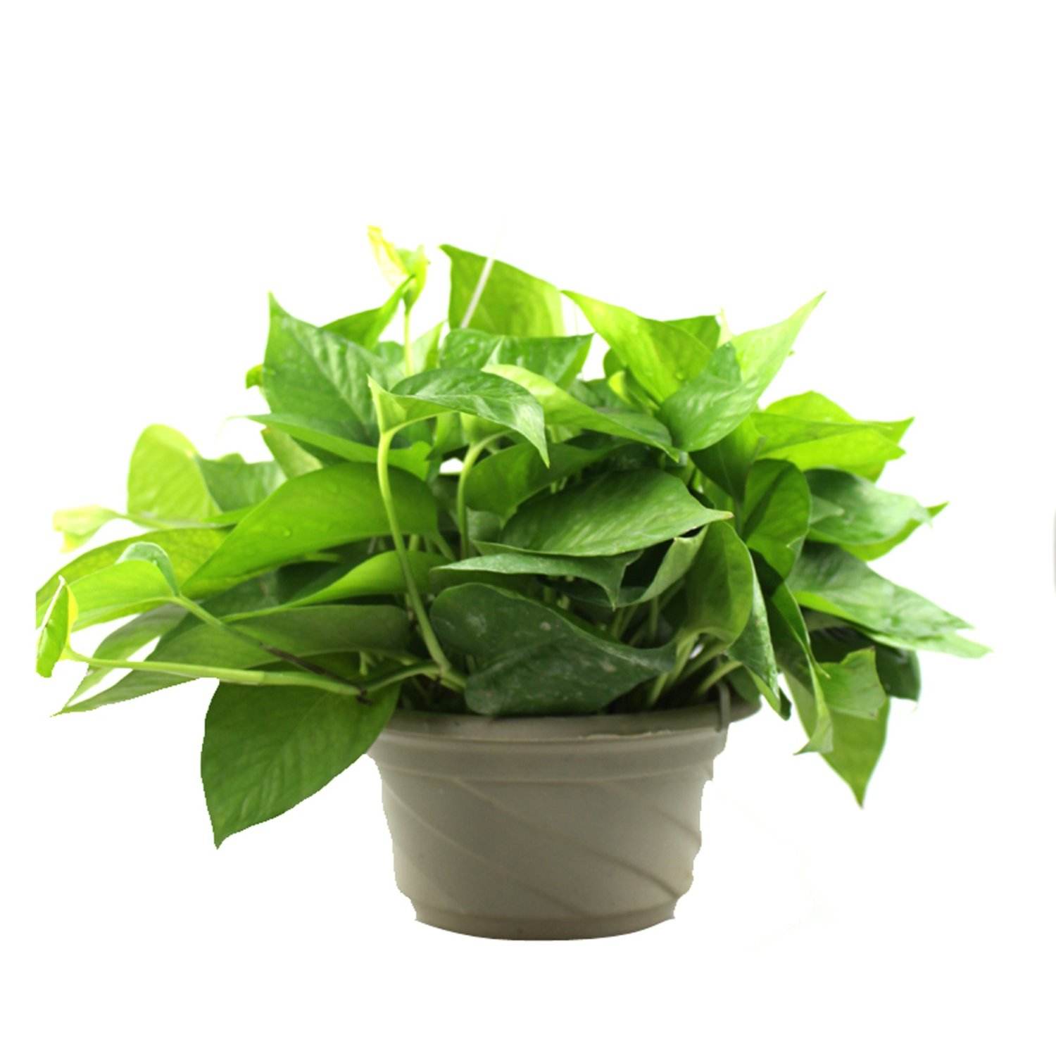 绿萝象征什么品质的人(深受欢迎的绿萝,其中暗藏什么秘密?