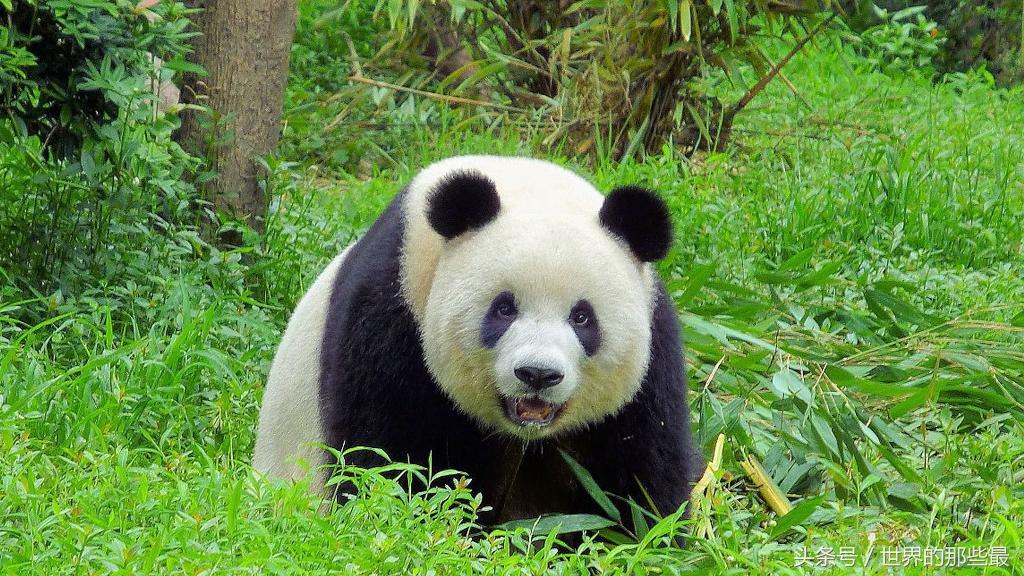 大熊猫是猫吗？熊猫不是猫，而是属于熊科