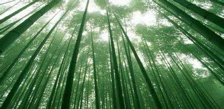 竹子实际上是草还是树(竹子不是树而是草？是的!)-第5张图片-郝囷科技
