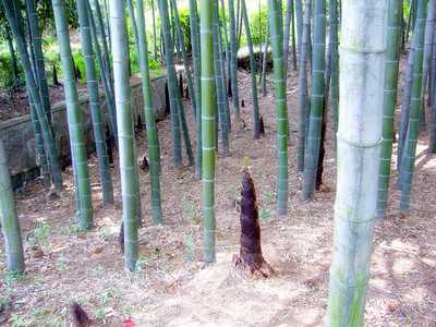 竹子实际上是草还是树(竹子不是树而是草？是的!)-第6张图片-郝囷科技