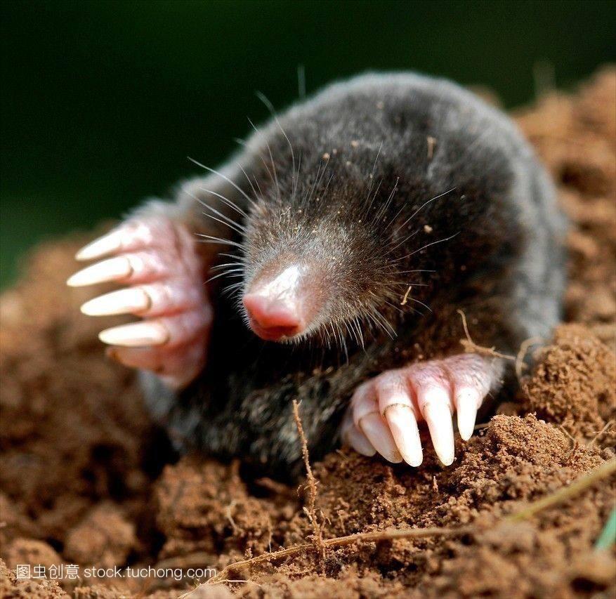 鼹这个字念什么拼音(中药材鼹鼠)