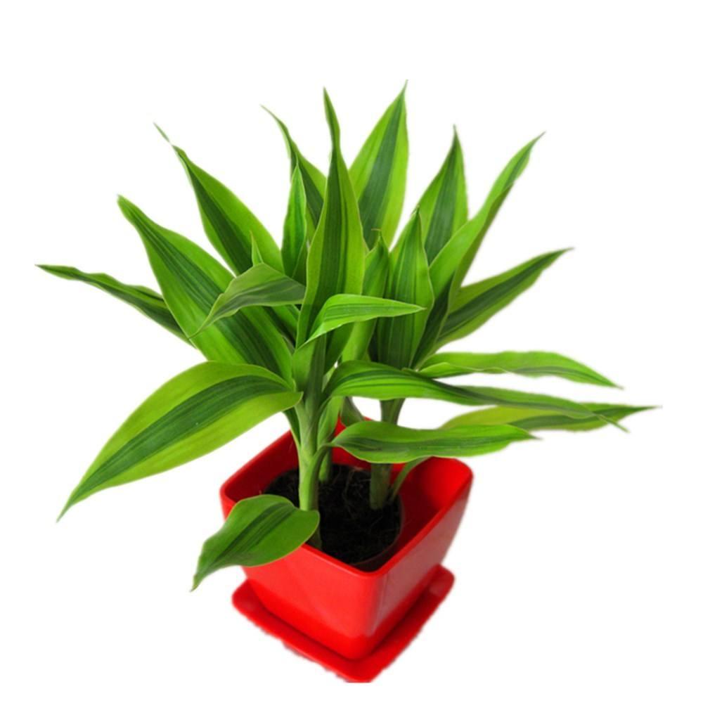 竹子怎么样才能更旺盛一些(富贵竹这样养,让它生长旺盛,再不担心养不