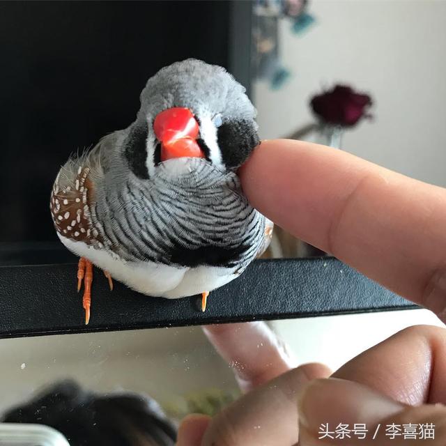 珍珠鸟图片，就能跟天生胆小谨慎的珍珠鸟搞好关系啦（刚出生的珍珠鸟图片）