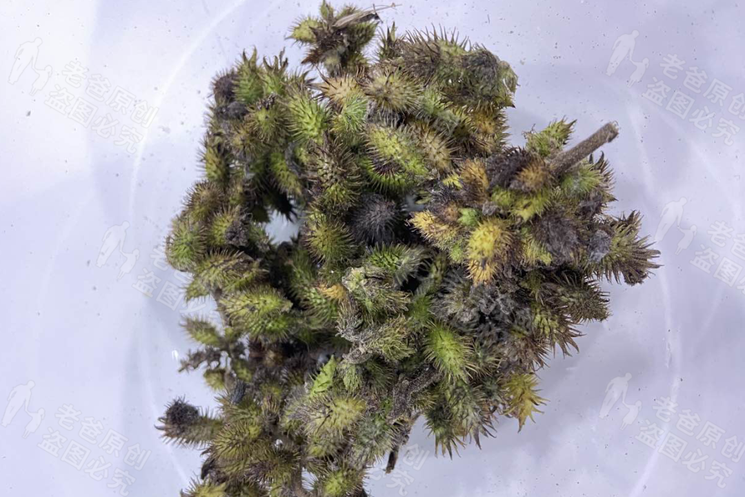 用苍耳子怎么冶鼻炎(人人说好的治鼻炎偏方) - seo葵花宝典