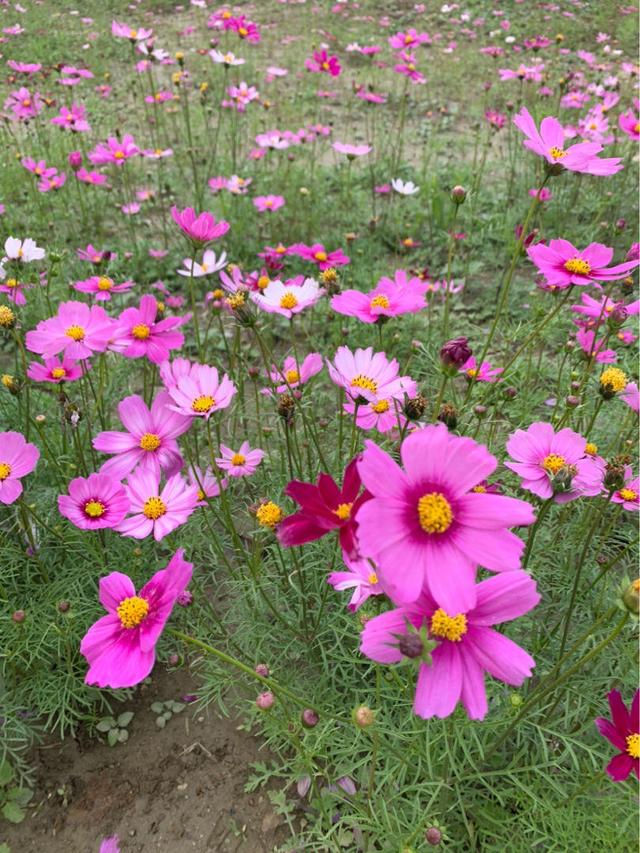 格桑花是什么意思，格桑花是什么意思代表什么（明明那么眼熟的路边花）