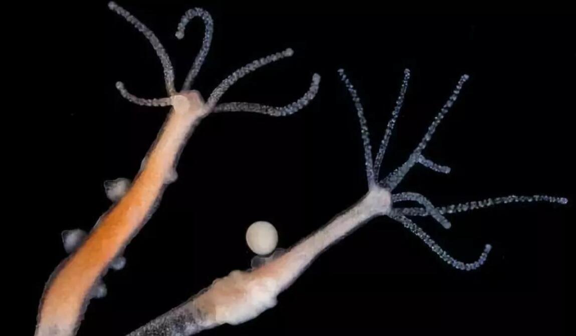 水螅是什么动物(这种动物能够永生不死?它给人们,留下了什么神奇密码?