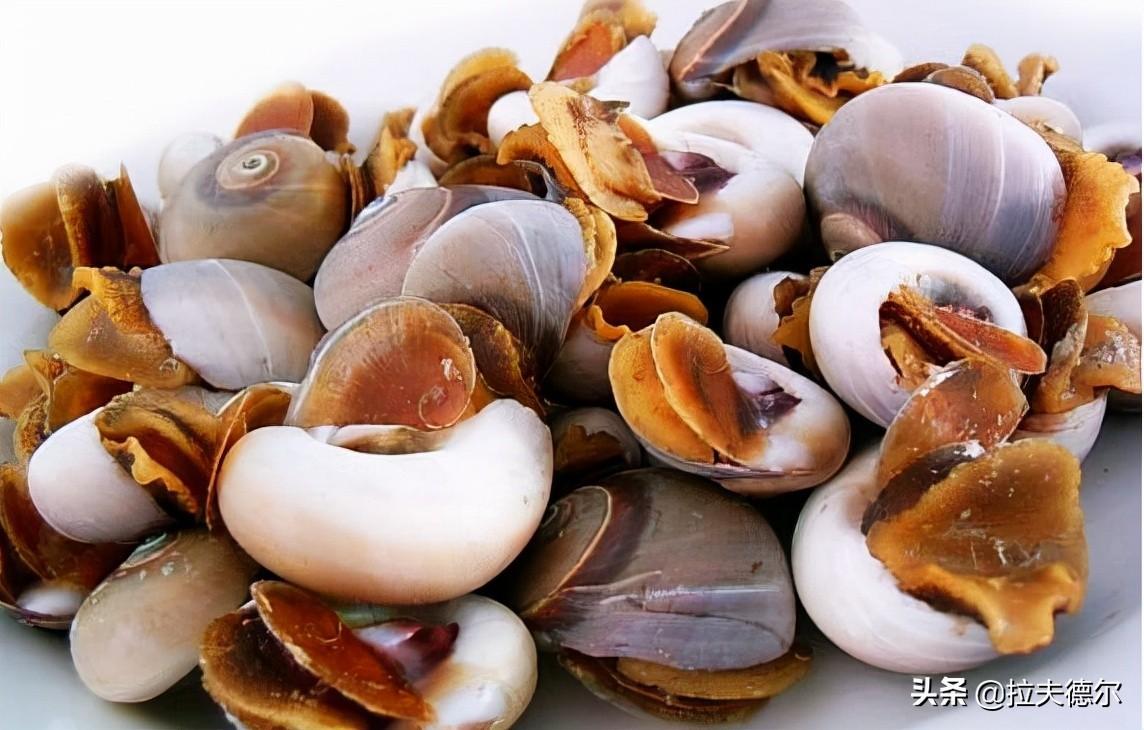 贝壳的种类有哪些（盘点15种常吃的贝壳类海鲜）