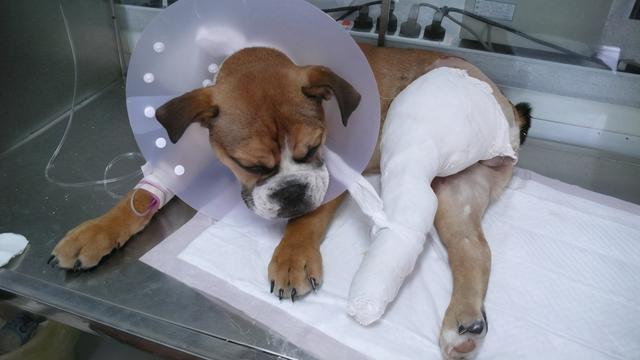 狗狗便秘拉不出来怎么办，狗狗大便堵住了拉不出来怎么办（狗狗便秘拉不出来怎么办）