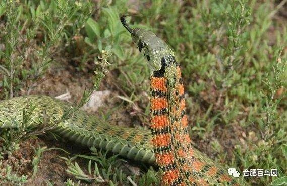 蛇的外貌特征，蛇的外貌特征英文（湿地的动物——蛇类篇）