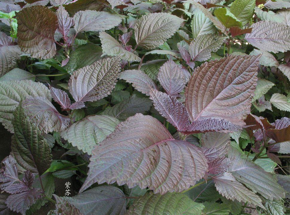 紫苏梗归经及功效(《本草精荟》:行气宽中:紫苏叶,苏梗,苏子)