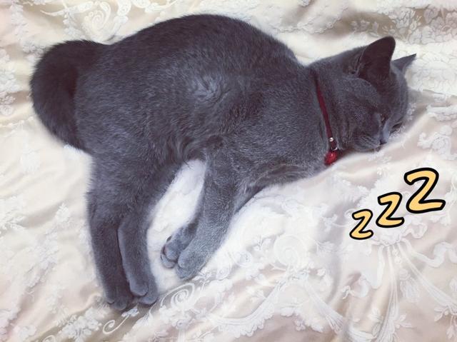 猫咪常见6种睡姿，猫咪的四种睡姿代表不同心理活动