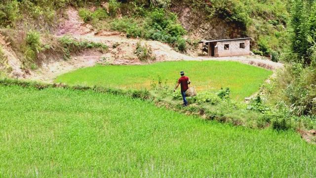 哈尼是什么意思，哈尼是什么意思在中国（哈尼族祈祷风调雨顺的这个民间习俗）
